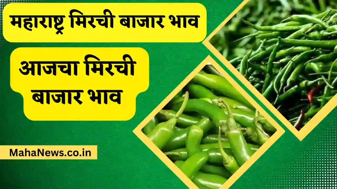 Maharashtra Mirchi bajar bhav