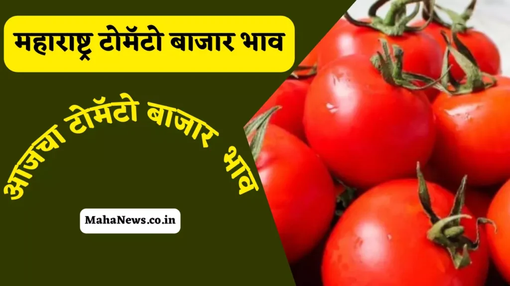 Tomato bajar bhav