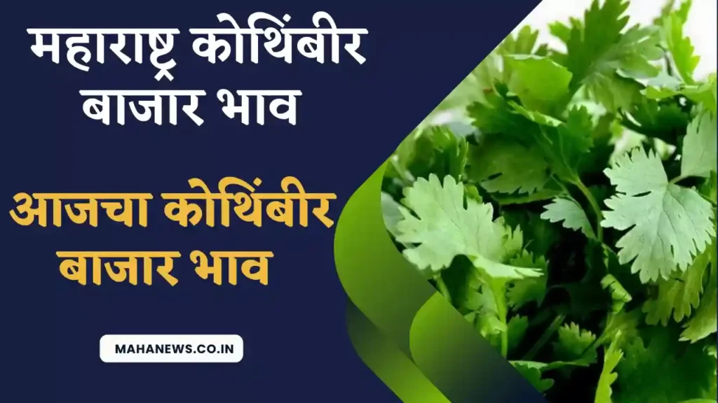 maharashtra Kothimbir bajar bhav